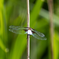 Libellule déprimée