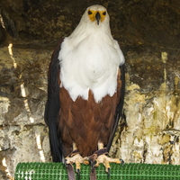 Donjon des aigles