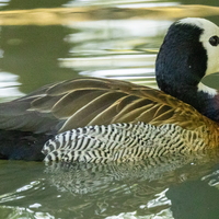 Les oiseaux du Marais Poitevin