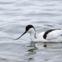 Avocette