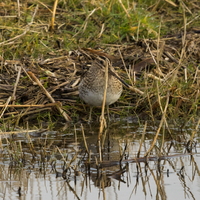 Becassine des marais