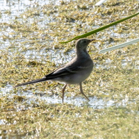 Bergeronnette des ruisseaux