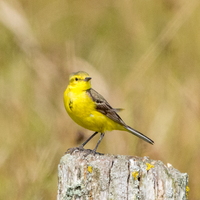 Bergeronnette flavéole