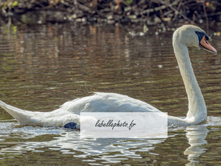  17 1272
