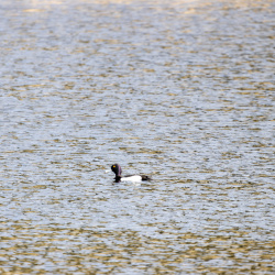Oiseaux