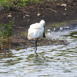Oiseaux
