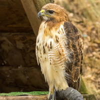 Buse à queue rousse