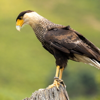 Caracara