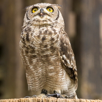 Hibou grand duc