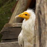 Percnoptère d'Egypte