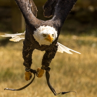 Pygargue à tête blanche