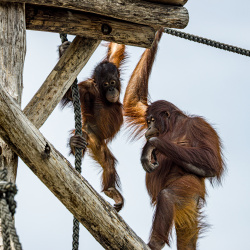 Beauval