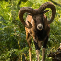 Mouflon de Corse