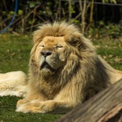 Parcs animaliers