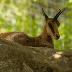 Parc des Pyrénées