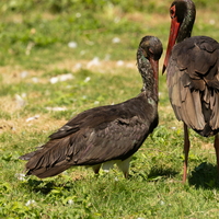 Les oiseaux du Marais Poitevin