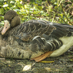 Les oiseaux du Marais Poitevin